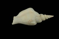 藏品(竹筍鳳凰螺)的圖片